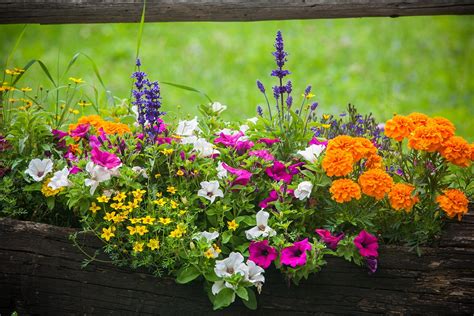un assortiment de bulbes d'été dans une jardinière, avec des étiquettes indiquant leurs noms