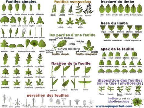 Schéma des différents types de jaunissement des feuilles de cannabis