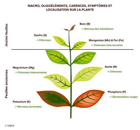 Tableau des carences en nutriments et leurs symptômes
