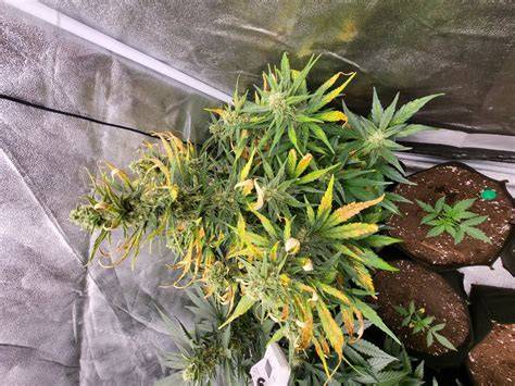 Image d'un plant de cannabis en fin de floraison avec des feuilles jaunies