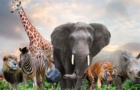 Exemple de motif ANIMA avec des animaux sauvages