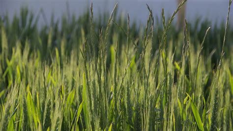 Ray-grass dans le vignoble