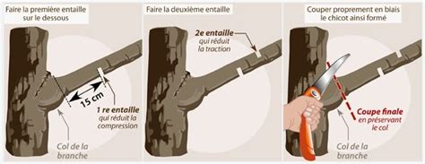 Schéma illustrant la technique de coupe pour grosses branches