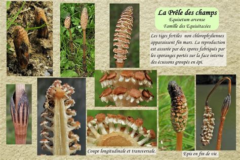 Illustration détaillée de la prêle des champs montrant ses tiges stériles en forme de petit sapin et ses tiges fertiles porteuses de spores