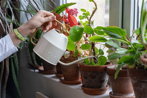 Illustration de l'entretien des plantes en pot