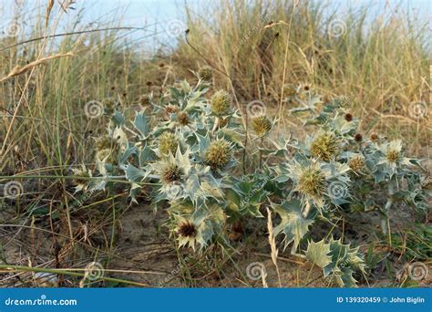 Eryngium maritimum sur une dune