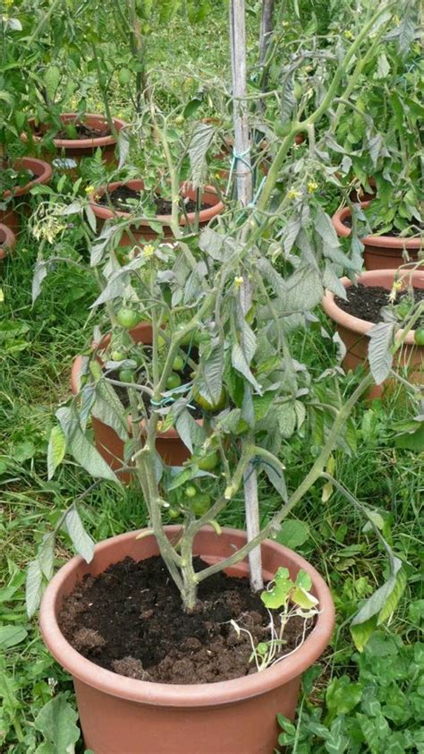 Plant de tomate en pot avec un tuteur
