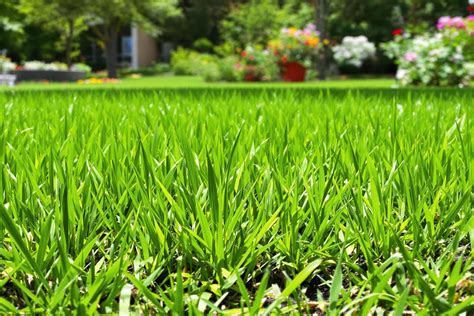 Schéma des périodes idéales pour semer du gazon au printemps et à l'automne