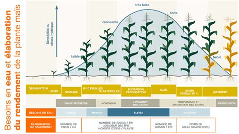 Schéma comparatif des besoins en eau et en soleil de différents types de gazon