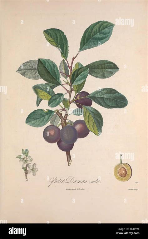 Illustration botanique d'un prunier cerise avec ses fruits