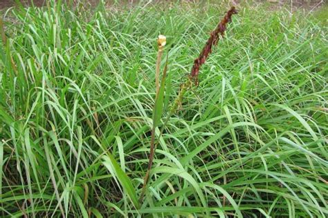 Vue d'ensemble d'une touffe mature de Tripsacum dactyloides dans un massif paysager
