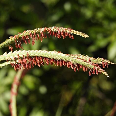 Gros plan sur les épis articulés de Tripsacum dactyloides en période de floraison estivale