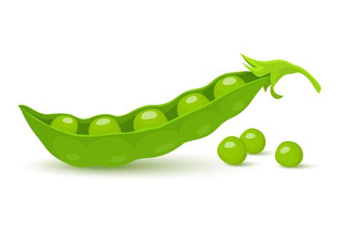 Illustration d'un plant de petit pois avec des gousses