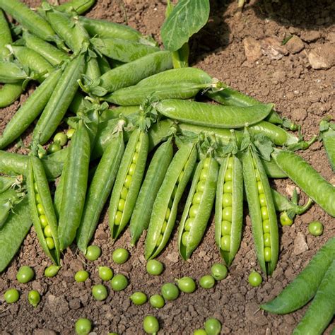 Tableau comparatif des différentes variétés de petits pois (nains, demi-nains, à rames)