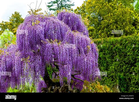 Glycine en fleur