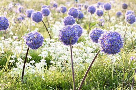 Champ de fleurs d'alliums ornementaux variés