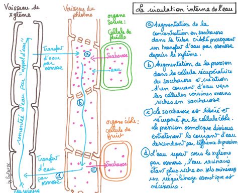 Schéma technique du potager Calipso Combi montrant la circulation de l'eau et la structure du double bac