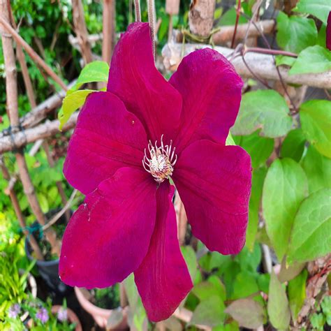 Gros plan sur les fleurs rouges veloutées de la Clématite 'Rouge Cardinal'