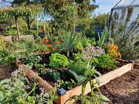 Enfants jardinnant dans un carré potager