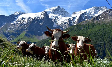 Paysage de montagne avec troupeau en alpage