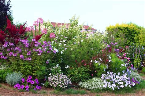 jardin fleuri avec diverses variétés d'annuelles colorées