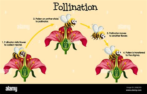 diagramme montrant l'interaction entre annuelles et pollinisateurs