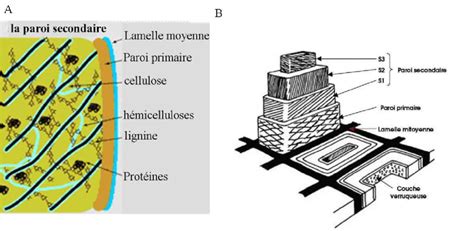 Représentation schématique des différentes maladies de l'ananas
