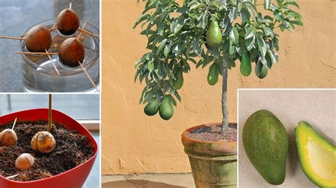 Avocatier en pot miniature
