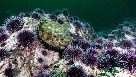 Distribution et habitat de l'oursin violet sur les côtes bretonnes