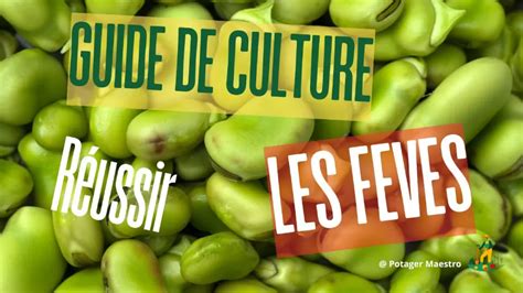 Infographie des 6 erreurs à éviter lors de la culture des fèves