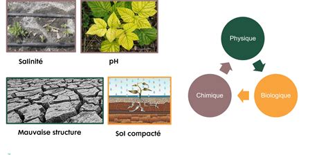 Infographie comparant la santé d'un sol traité avec engrais chimique vs engrais bio-organique