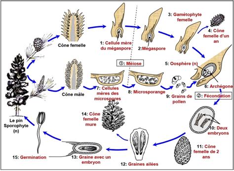 Schéma illustrant le cycle de développement du tubercule