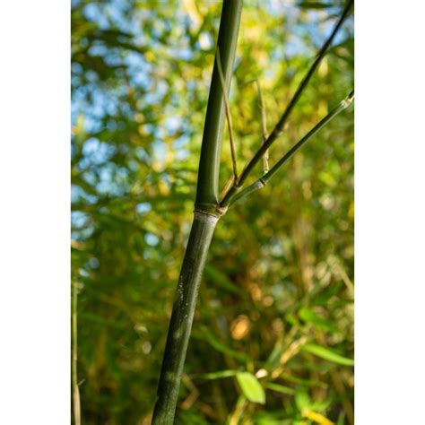 Bambou Bissetii en haie dense