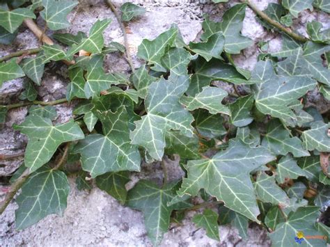 Illustration montrant le lierre grimpant (Hedera helix) sur un mur en pierre