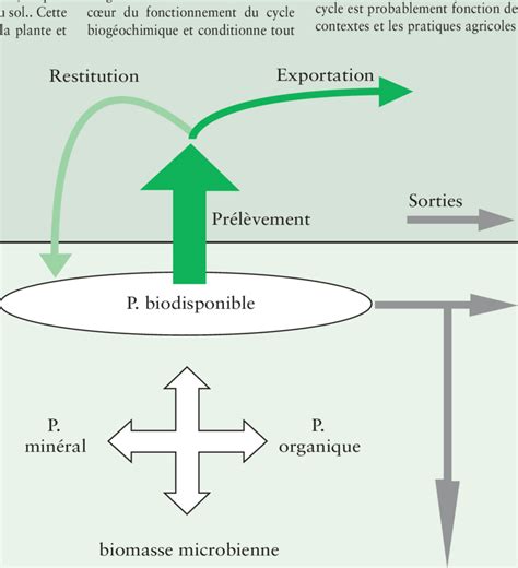 Schéma simplifié du cycle de préparation : cueillette, découpage, ébullition, macération et filtration