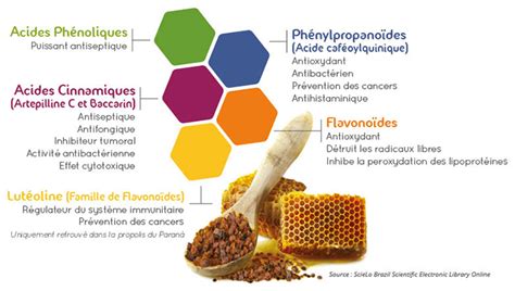 Schéma illustrant la composition chimique de la propolis et son origine végétale sur les bourgeons