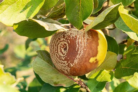 Diagramme des cycles de développement de la moniliose sur fruits à noyau et à pépins