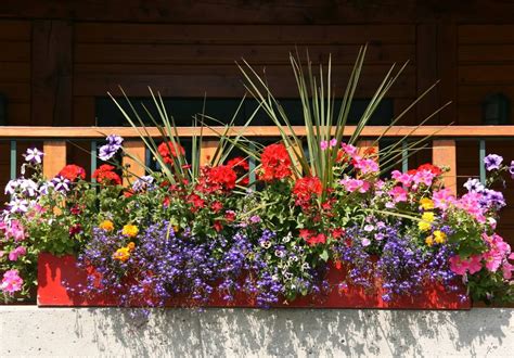 jardinière fleurie sur un balcon ensoleillé