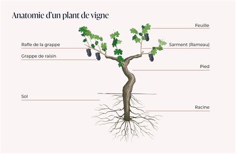 Schéma illustrant la structure d'une vigne romaine et ses méthodes de palissage sur treilles