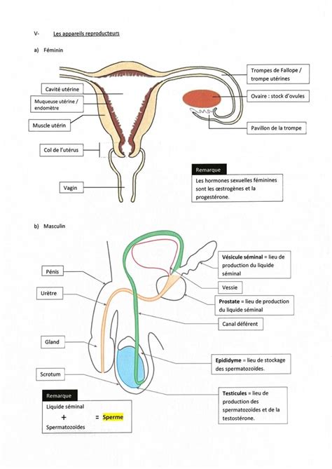 Schéma simplifié de l'anatomie génitale humaine illustrant le passage des fluides