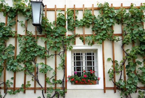 Vigne palissée sur mur