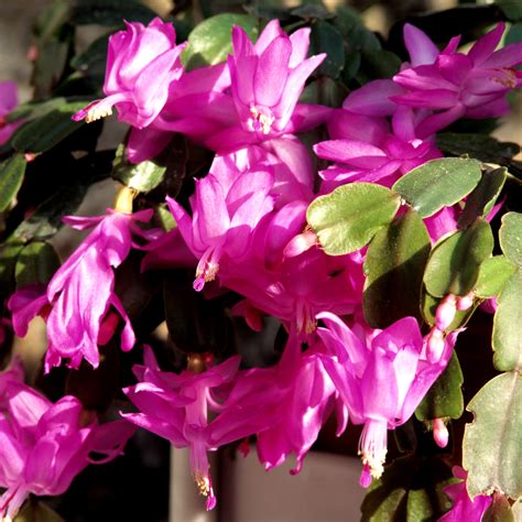 Schlumbergera truncata en pleine floraison hivernale