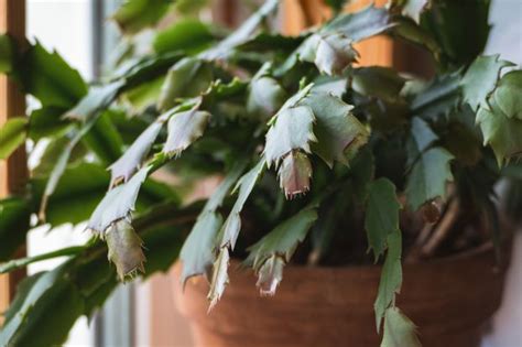 Schlumbergera placé sur un meuble lumineux sans soleil direct