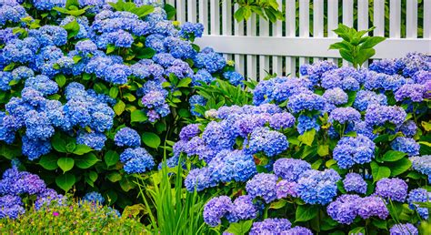 Un jardin luxuriant avec des hortensias bleus éclatants en pleine floraison estivale
