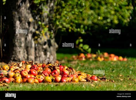 Tapis de pommes tombées au pied d'un vieux pommier en automne