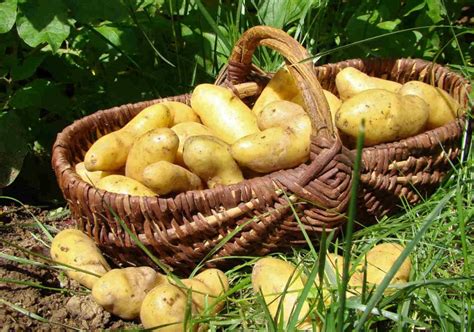 Champ de pommes de terre Bintje en fleurs sous un ciel ensoleillé