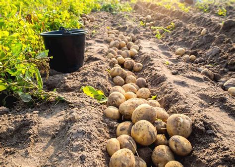 Récolte de pommes de terre Bintje dans un jardin potager