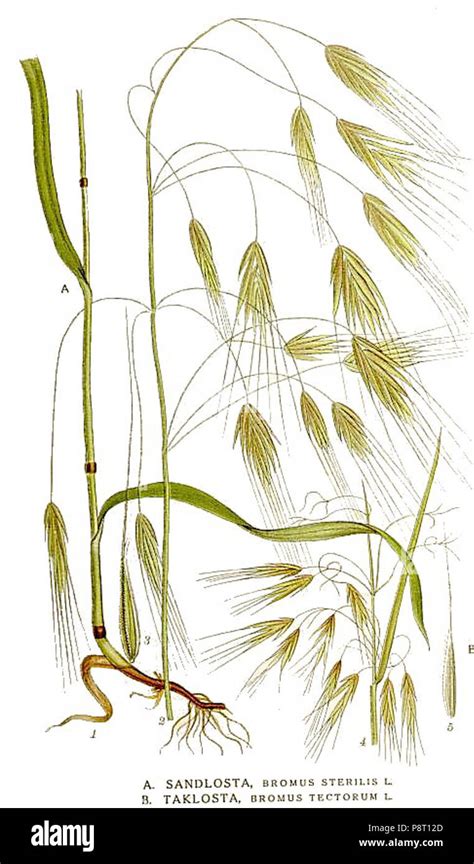Illustration détaillée de l'inflorescence et des épillets du Bromus sterilis