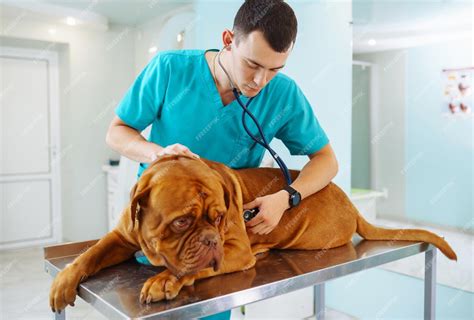 Un vétérinaire examinant un chien en consultation