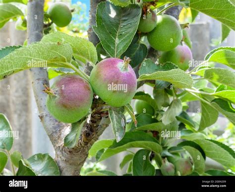 Jeune arbre fruitier protégé